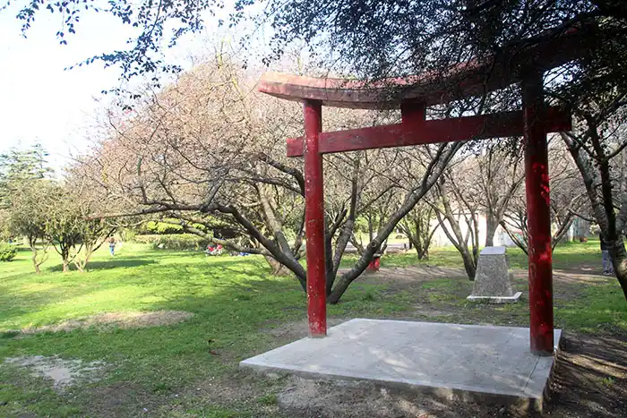 Preparan el jardín de los cerezos para la época de floración