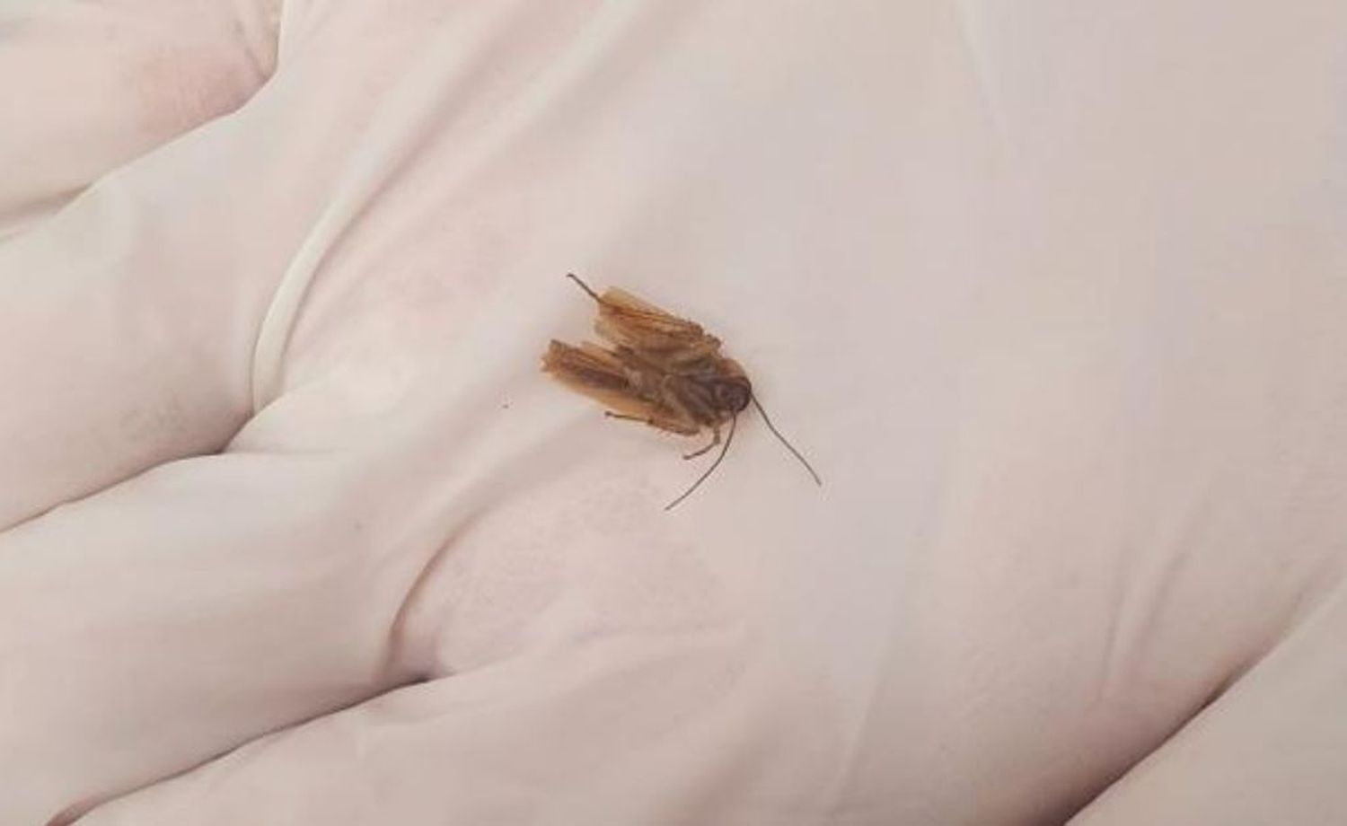 Fue a nadar y luego de sentir molestias por tres días le extrajeron una cucaracha de su oído