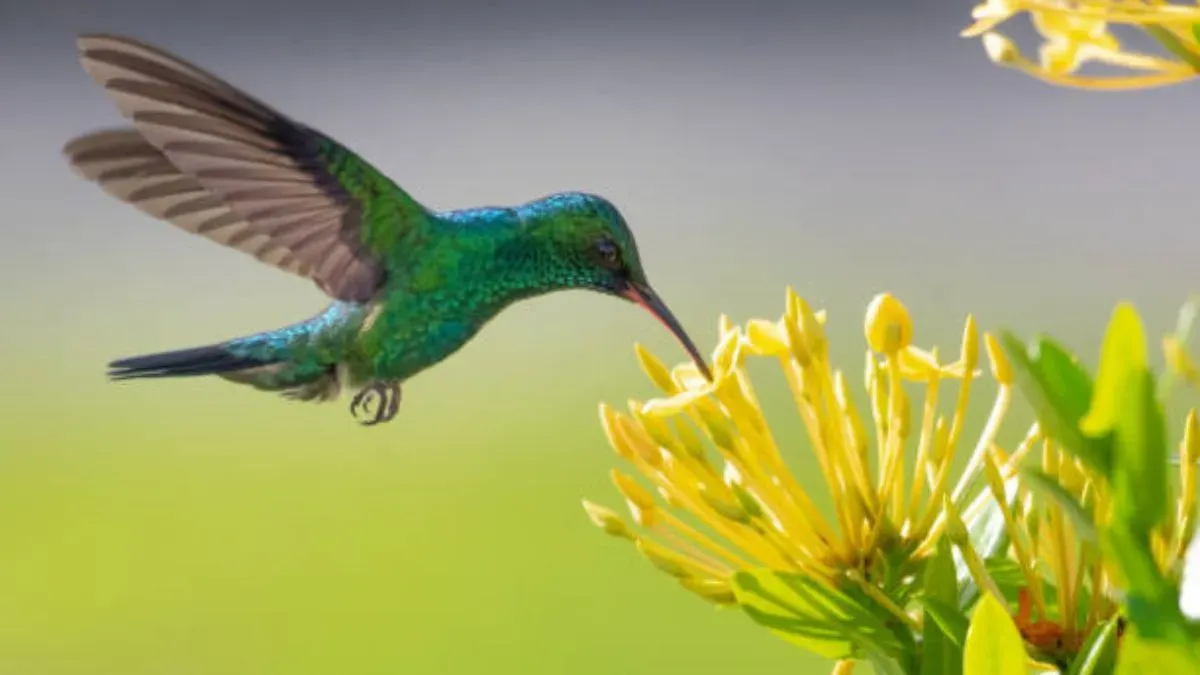 Estas plantas atraerán a los colibríes al jardín.