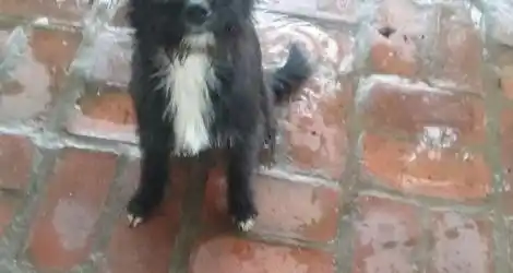 Mascota encontrada