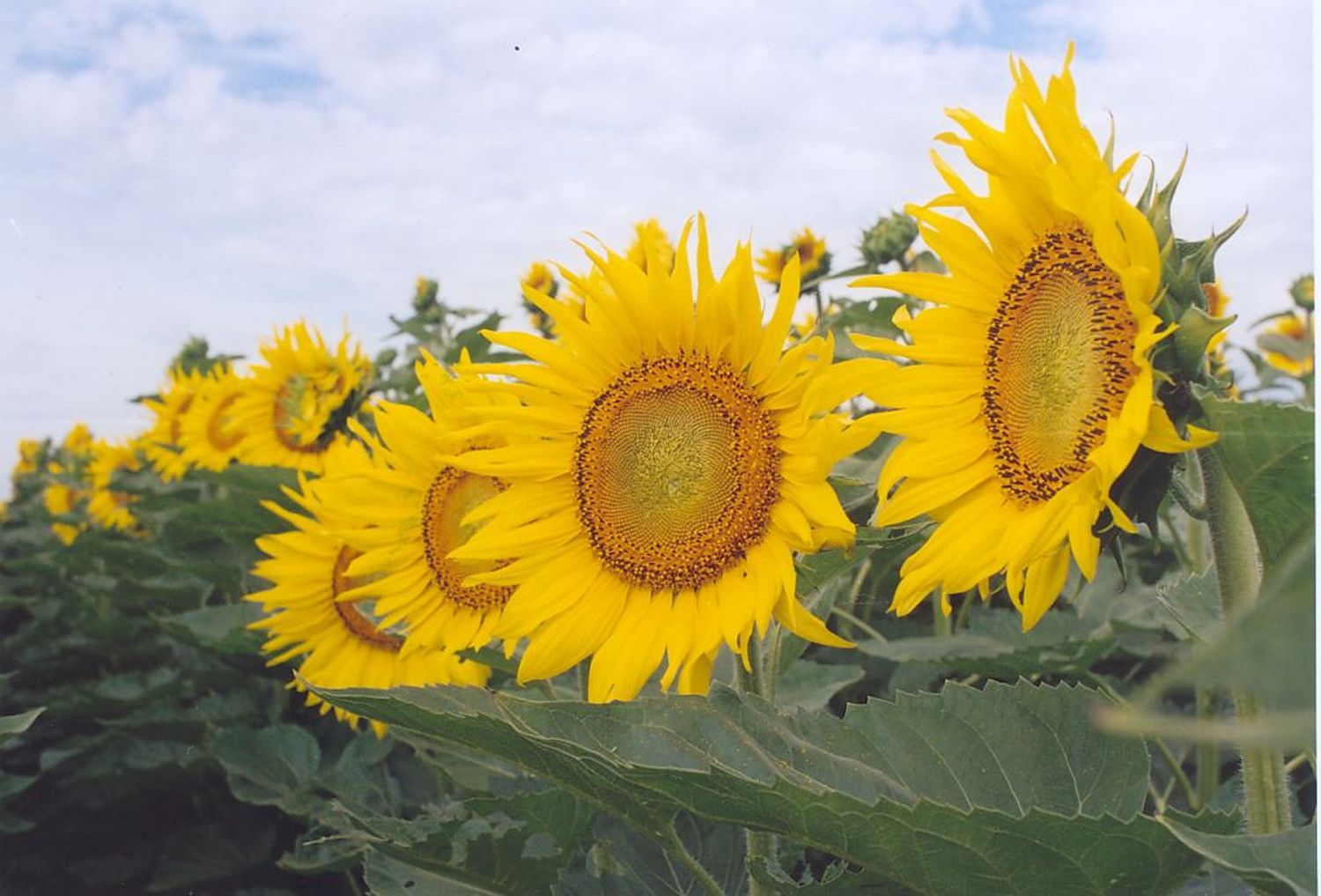 Girasol : se espera que sea la estrella de la temporada