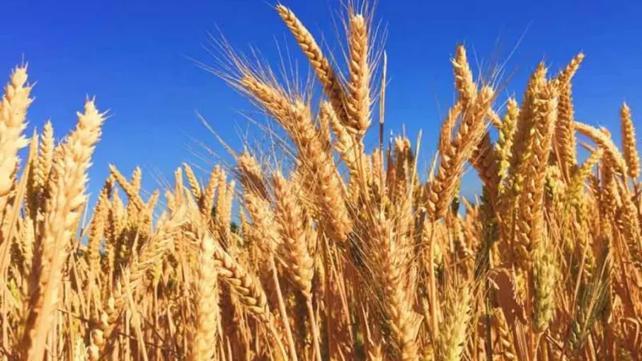 La región núcleo cosechará 2 millones de toneladas más de trigo que el año pasado