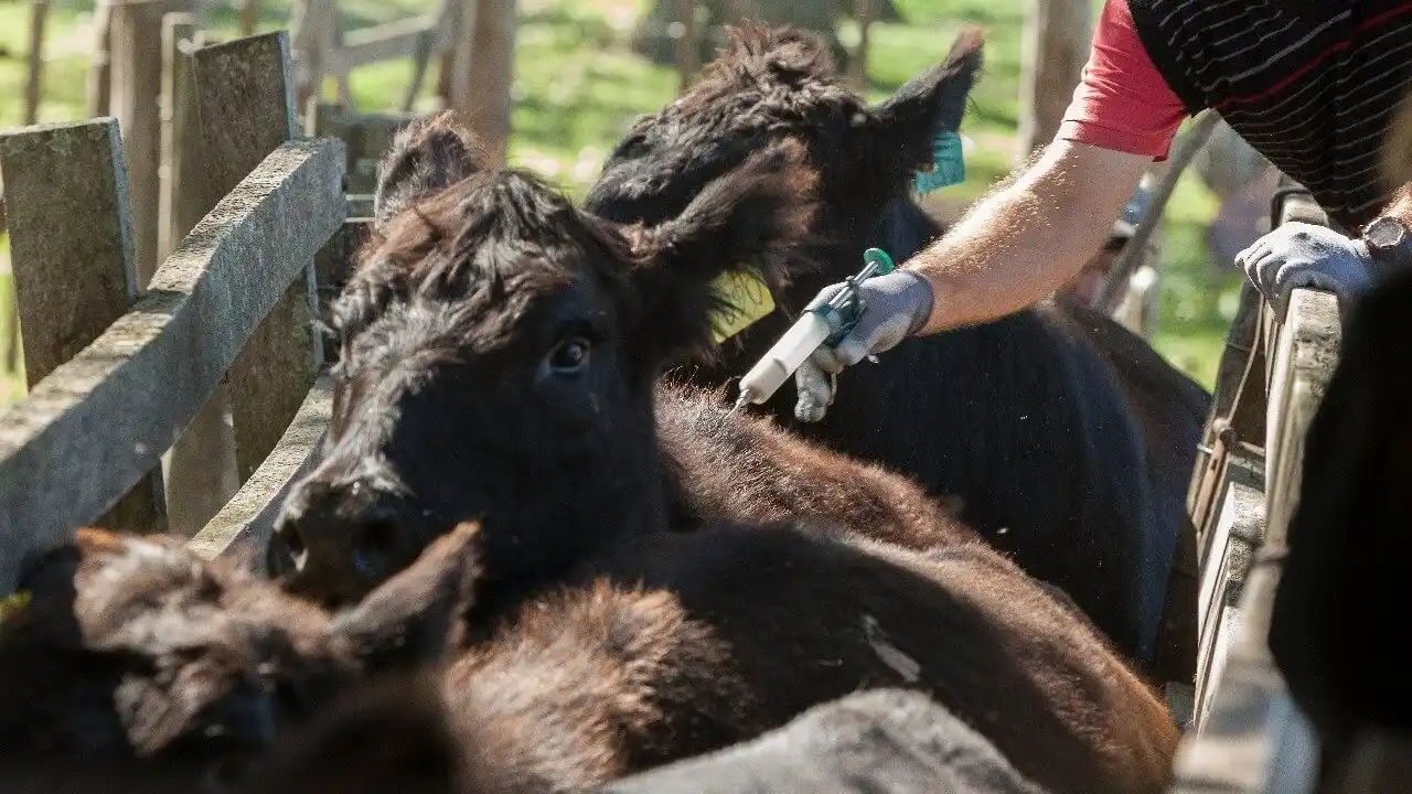 Argentina dejará de vacunar contra la aftosa en 2026