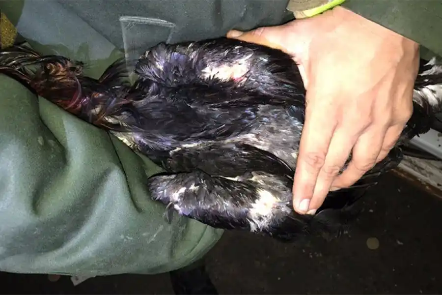 Rescataron 66 gallos de riña que eran trasladados en cajas de cartón