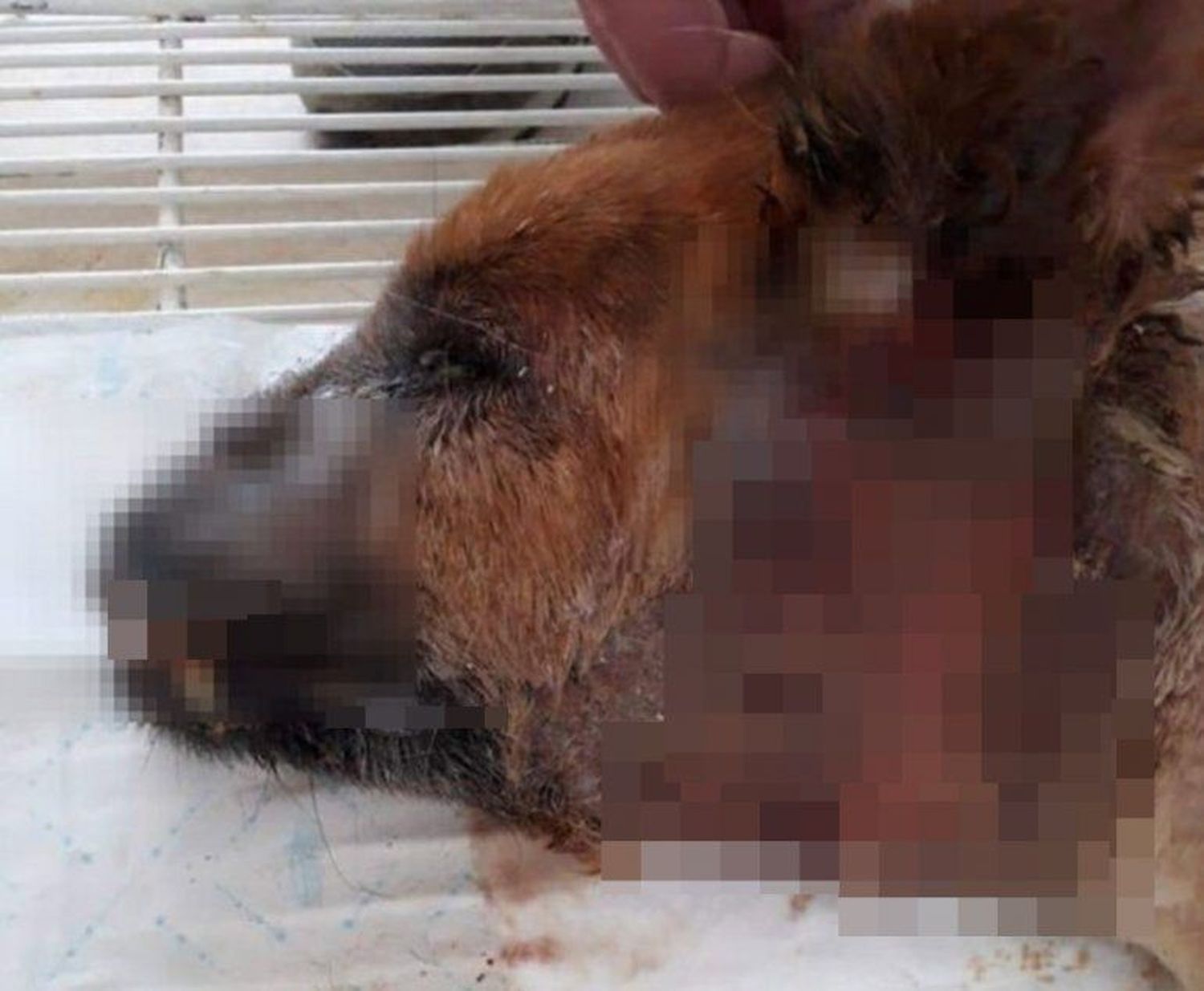 Conmoción por un aberrante caso de maltrato y muerte de un animal en Entre Ríos