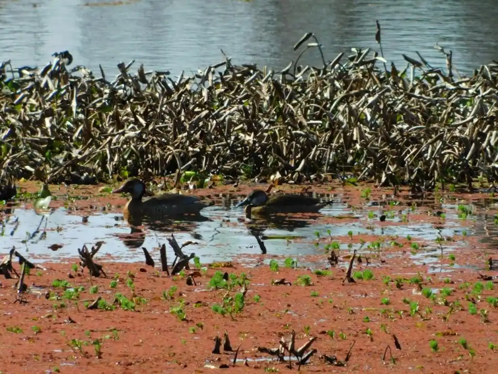 Río de los Pájaros y El Potrero Jardín Botánico se sumaron al Sistema de Áreas Naturales Protegidas de Entre Ríos