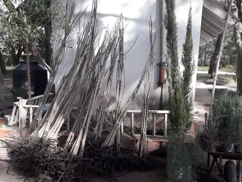 En el Vivero. Plantas a la espera de ser entregadas