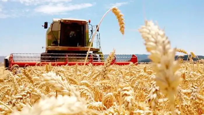 Cosecharon más del 50 % de la superficie sembrada con trigo