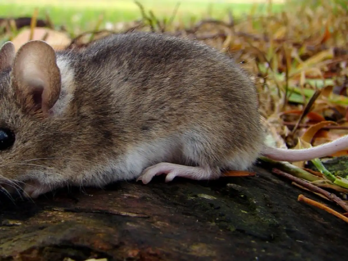 Chubut: murió una niña de 8 años por hantavirus
