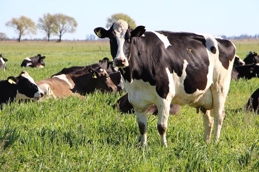 Un tambero paga hasta 37 impuestos y el 42% de sus ventas se va en tributos