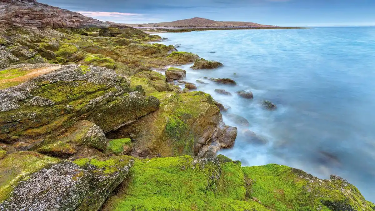 libro sobre la flora argentina - 4