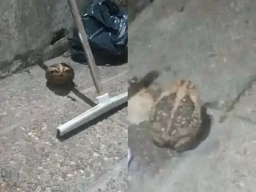 Alerta en Entre Ríos: advierten por la presencia de un sapo venenoso que ya causó la muerte de perros