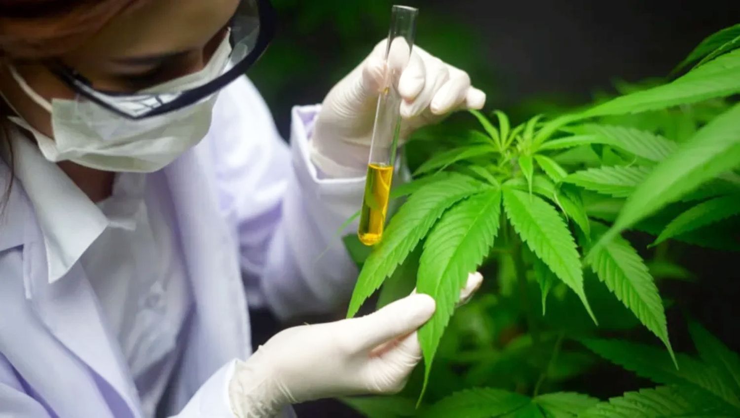 Cannabis Medicinal