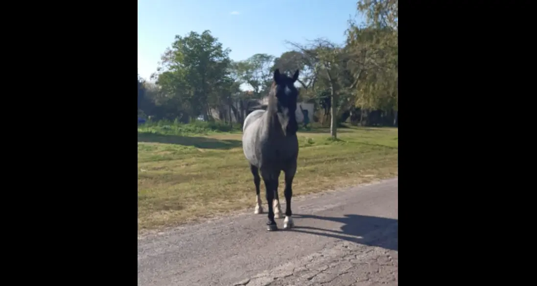 Caballo suelto en camino Lucio Mansilla