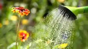 No desperdiciar agua al regar: consejos clave para tu jardín