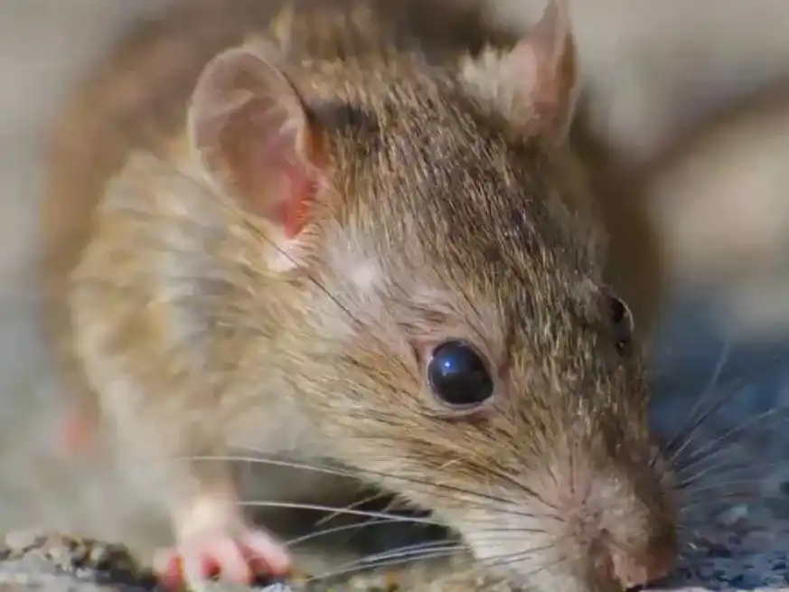 El hantavirus se transmite por contacto con excremento de roedores infectados.