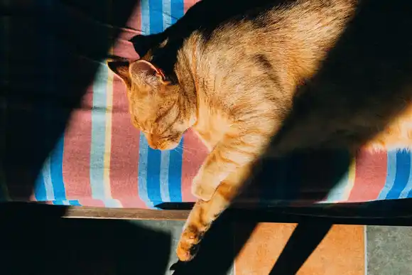 Quirófanos móviles: nuevas ubicaciones para la castración gratuita de mascotas