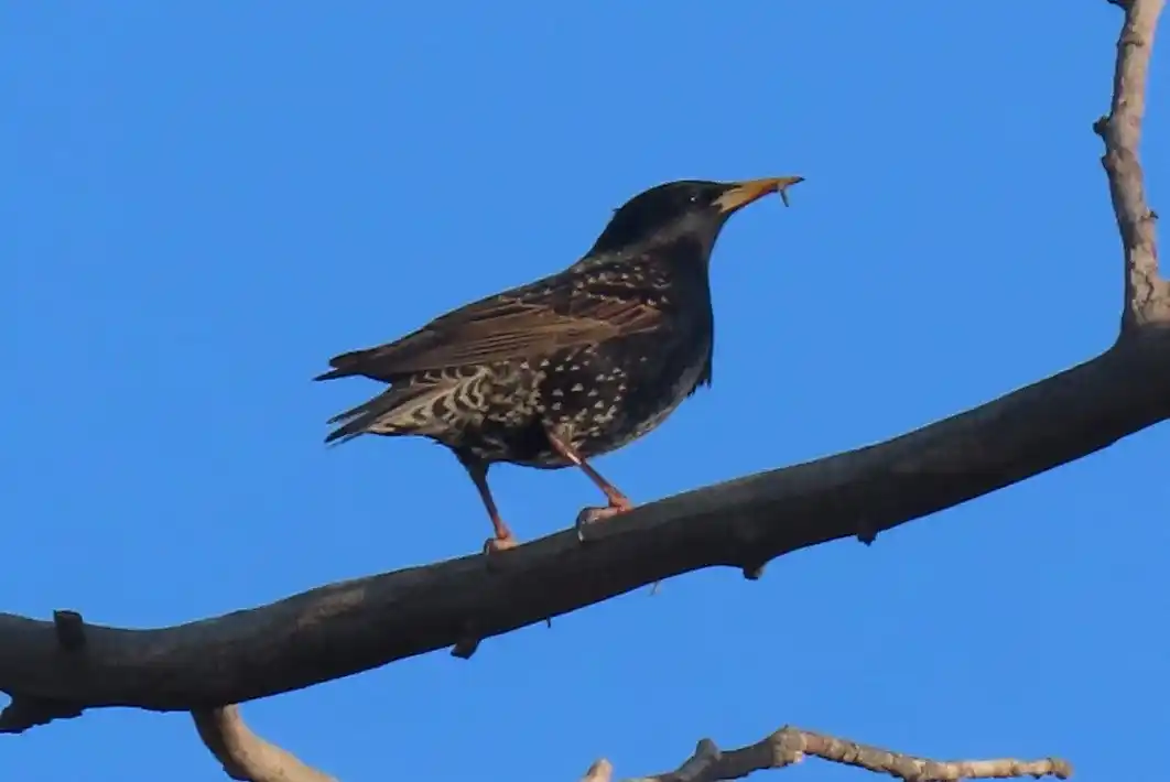 Ejemplar adulto de estornino pinto (Gentileza: Mariela Imhoff)