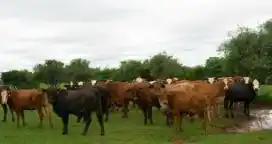 Faena de hembras: en enero, 15% más de vaquillonas al frigorífico