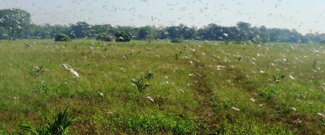 Una plaga de langostas azota África