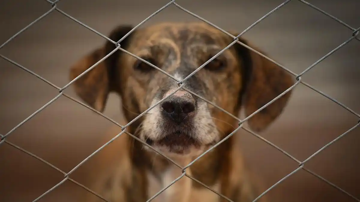 Un refugio para "perros viejos" en Mendoza que busca crear conciencia sobre la adopción responsable