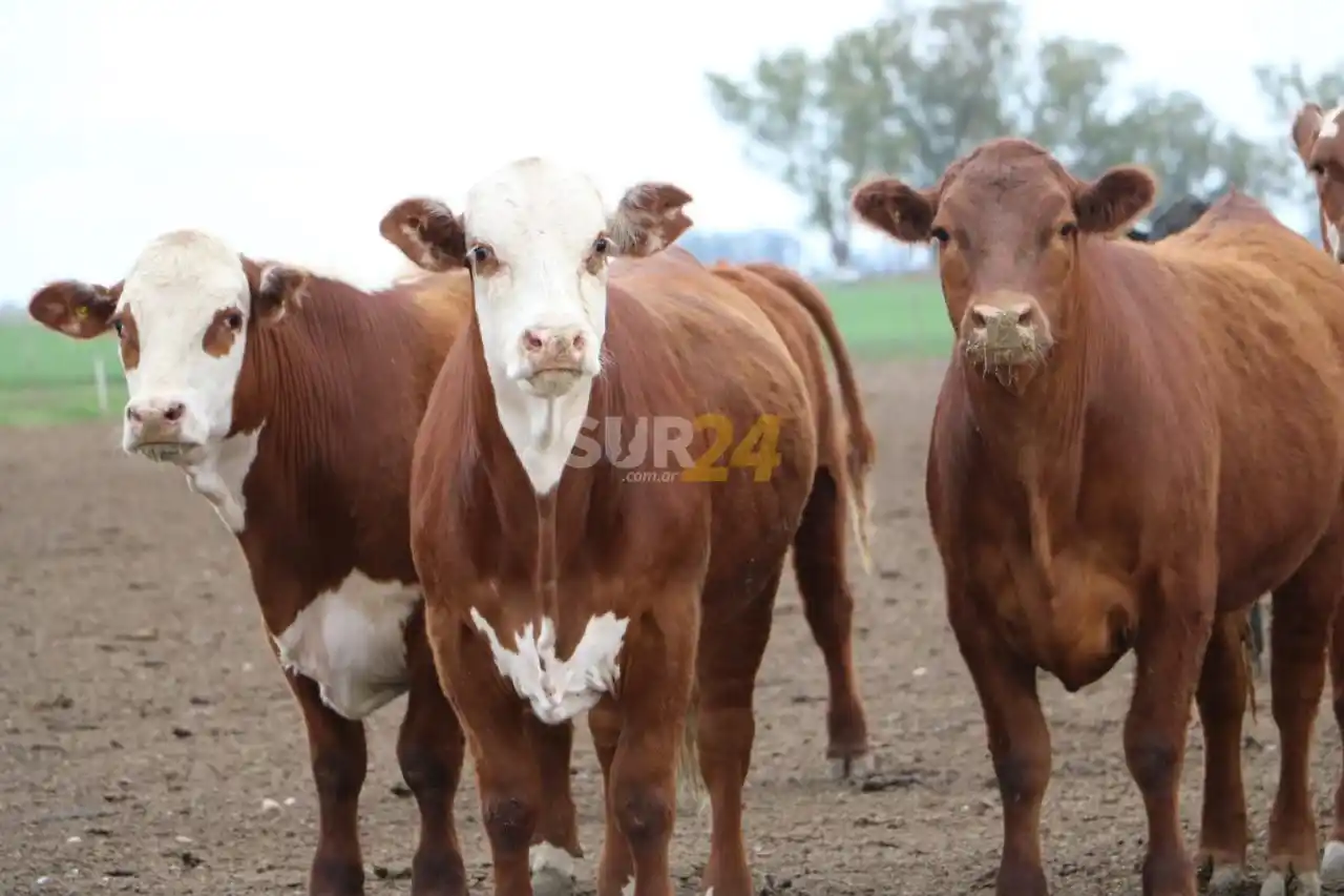 Roban seis novillitos en un campo de Wheelwright