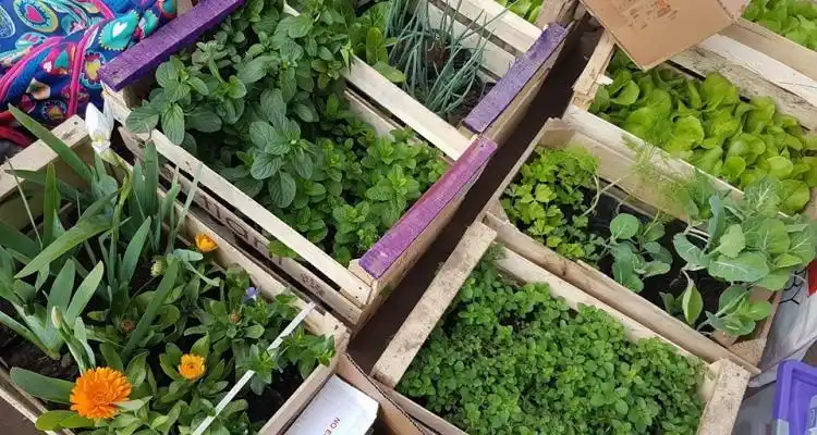 Feria Frutos de la Tierra y el Río cumple con su quinta edición en Plaza Constitución