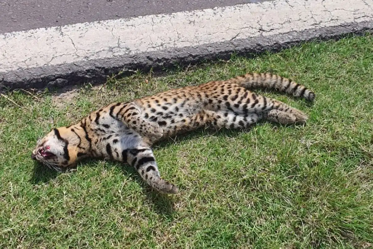 Animal en extinción