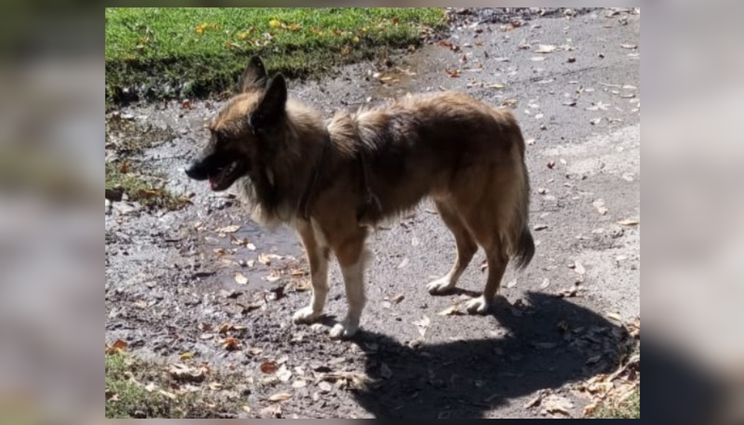 Buscan al dueño de este perrito