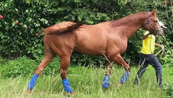 ¡Para comérselo!  Secuestran y matan a Ocean Bay: El caballo venezolano doble coronado