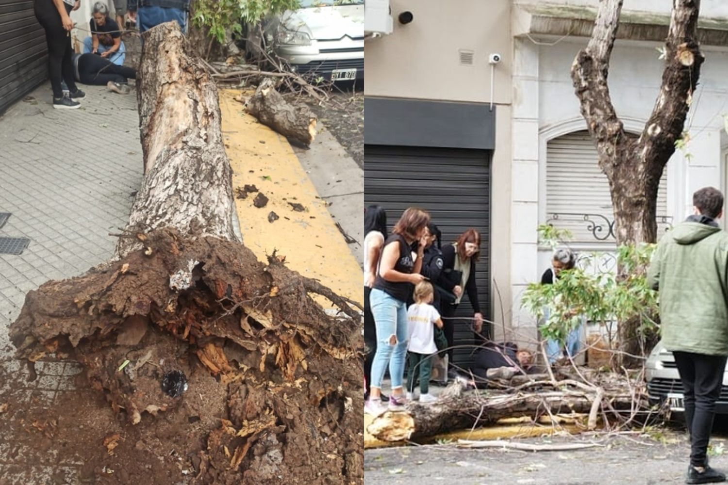 Trasladaron a la mujer golpeada en la cabeza por la caída de un árbol y continúa bajo observación