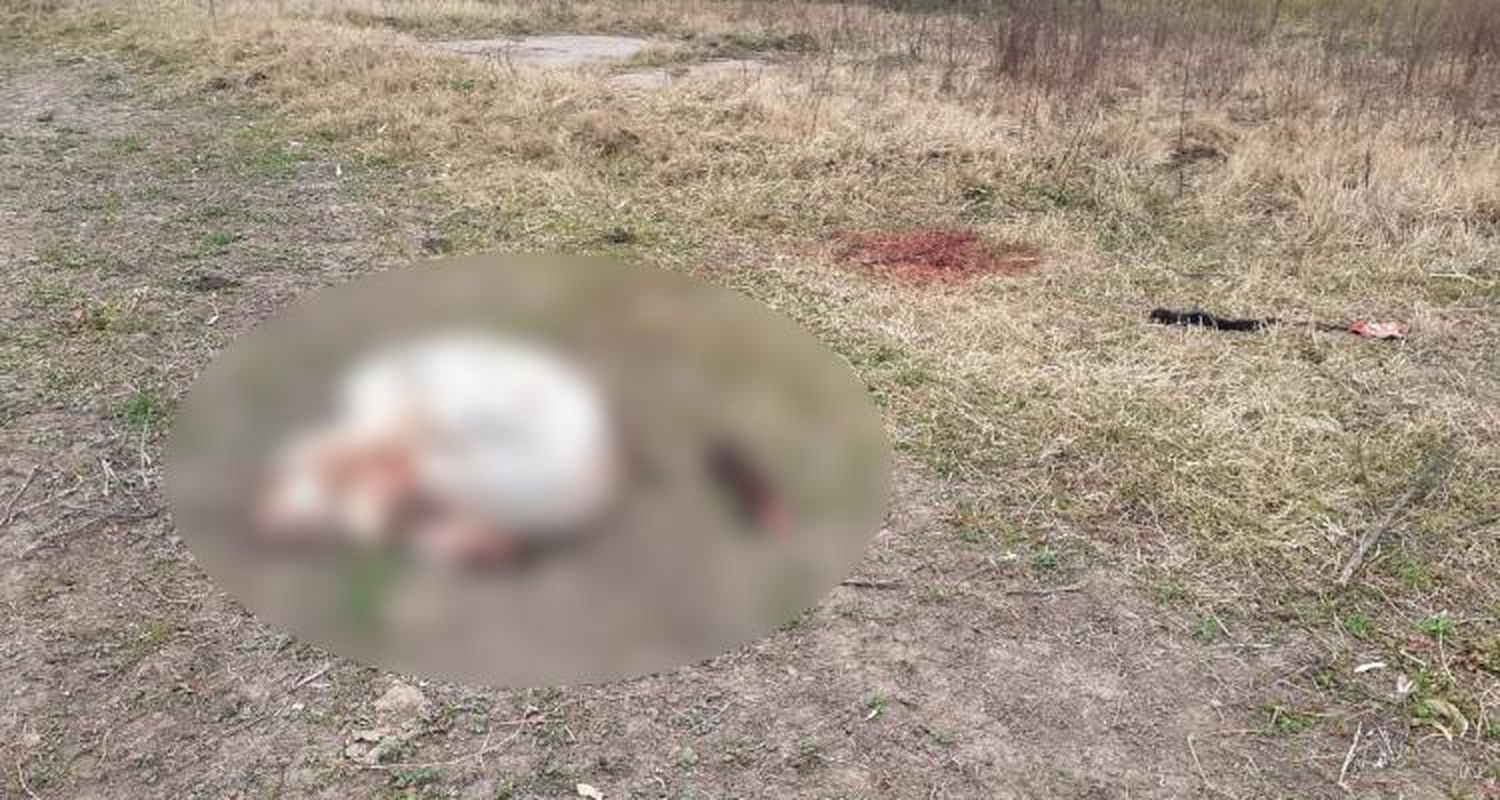 Río Tala: Delincuentes faenaron un novillo en un campo