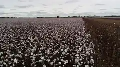 INTA ALGODÓN, una App para simplificar el manejo del lote