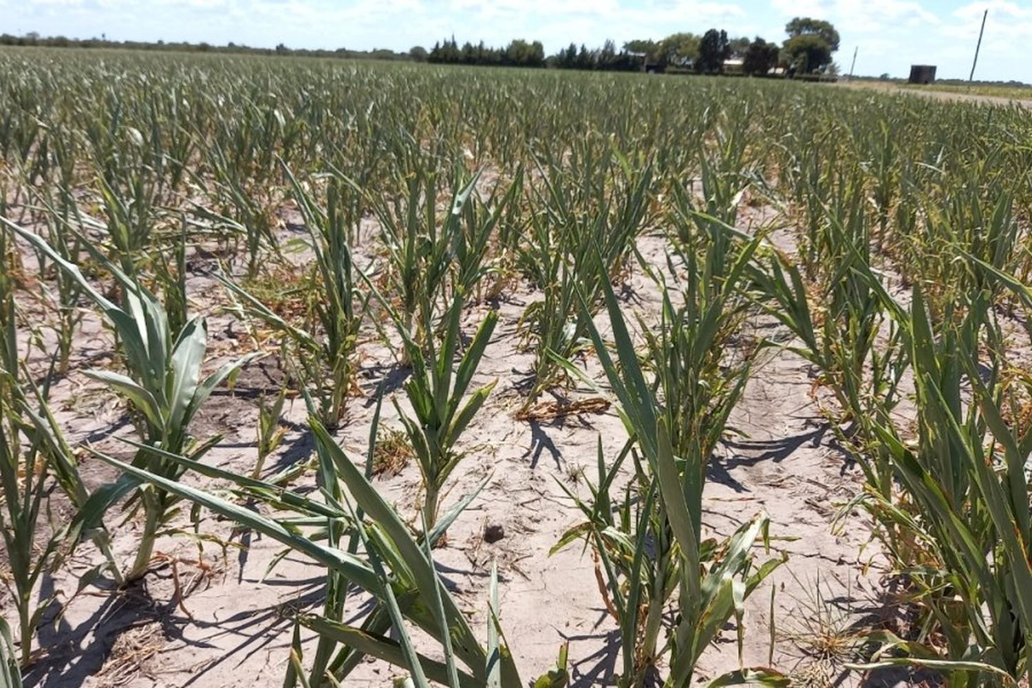 La Provincia instrumenta una asistencia financiera de $700 millones para productores agropecuarios afectados por la sequía