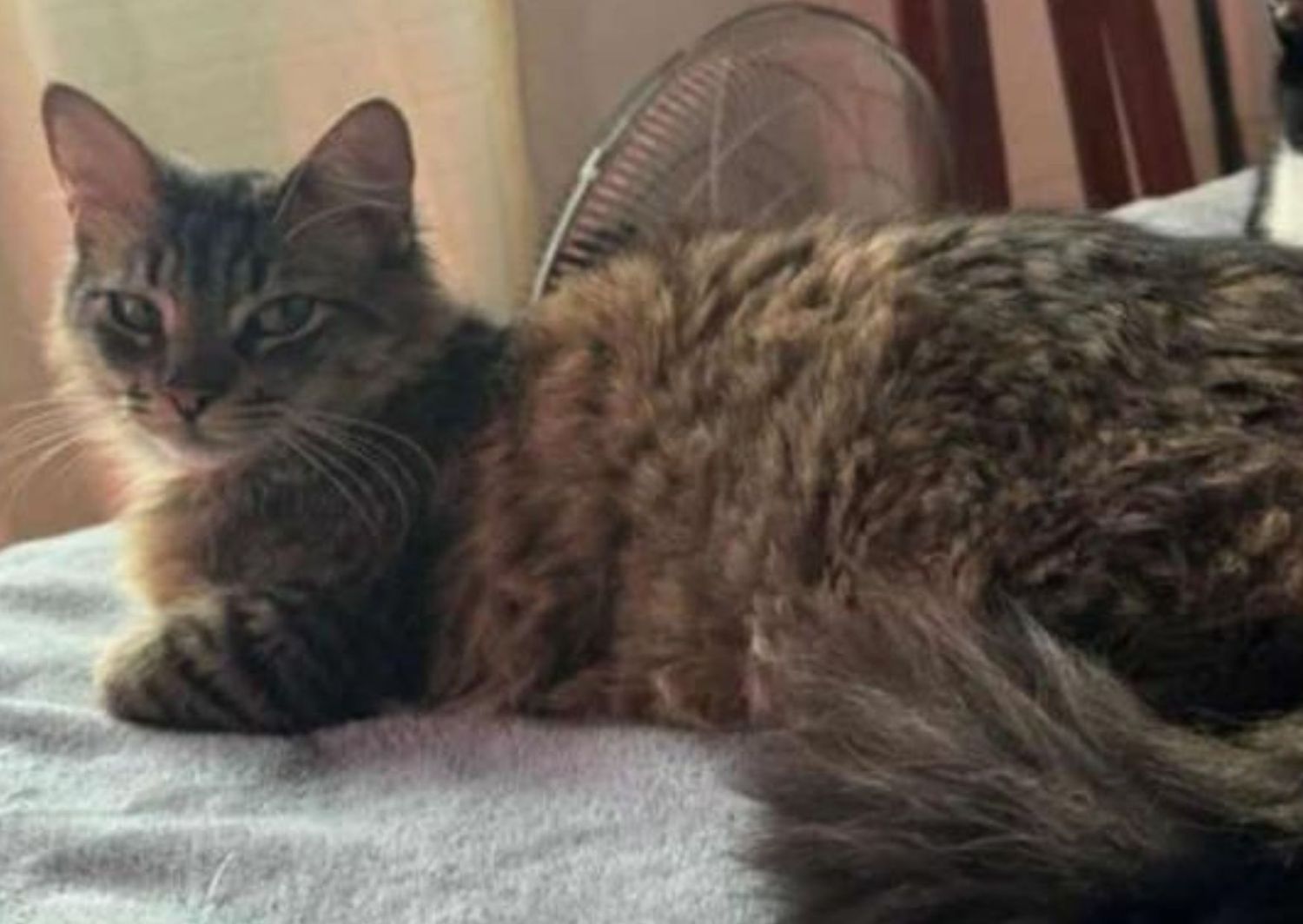 Dueños buscan a su gato