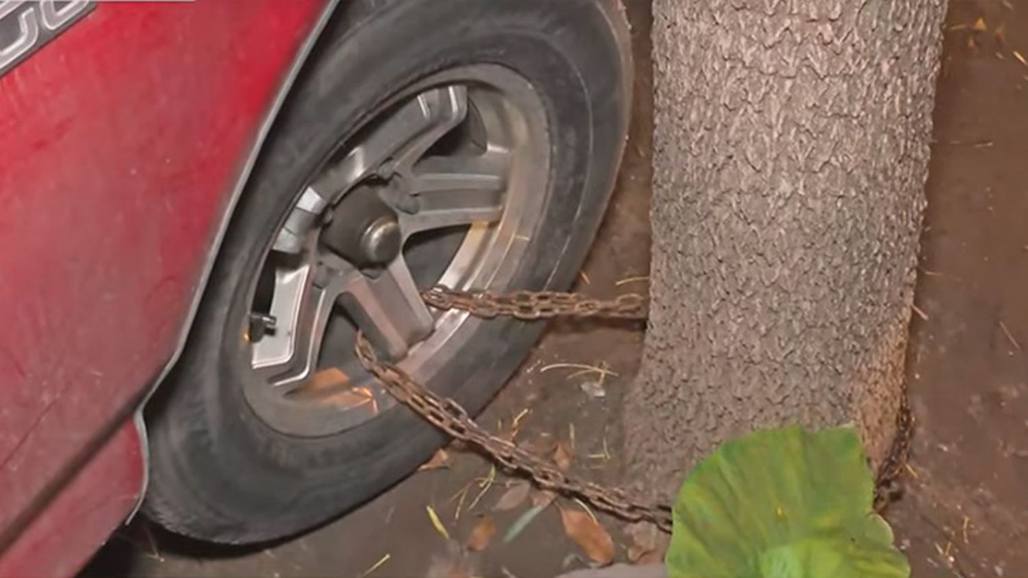 Encadenó su camioneta a un árbol para que no se la roben