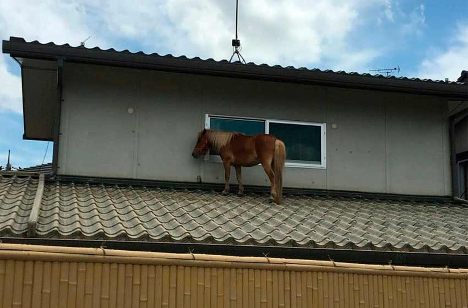 Japón: una yegua se salvó de las aguas subiéndose a un tejado