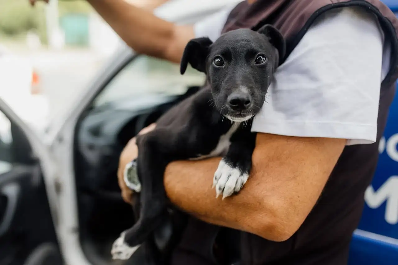 Tras el rescate, los animales fueron evaluados clínicamente por profesionales veterinarios.