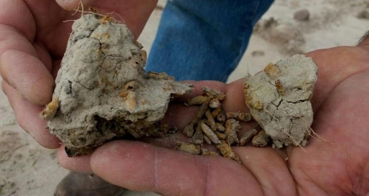 Otro hallazgo relevante del Museo Paleontológico