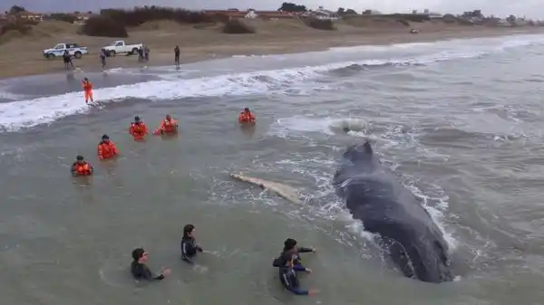 Rescataron a la ballena encallada en Mar del Tuyú