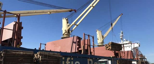Desde Entre Ríos saldrá la primera exportación argentina de eucalipto a China
