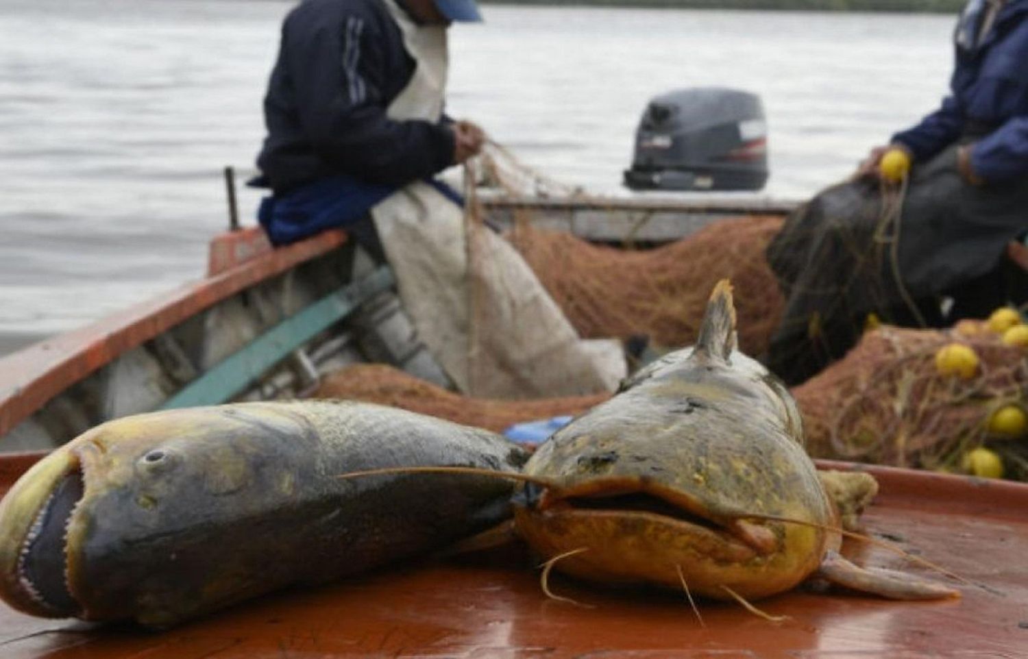 Menos pescado cuando más se lo espera