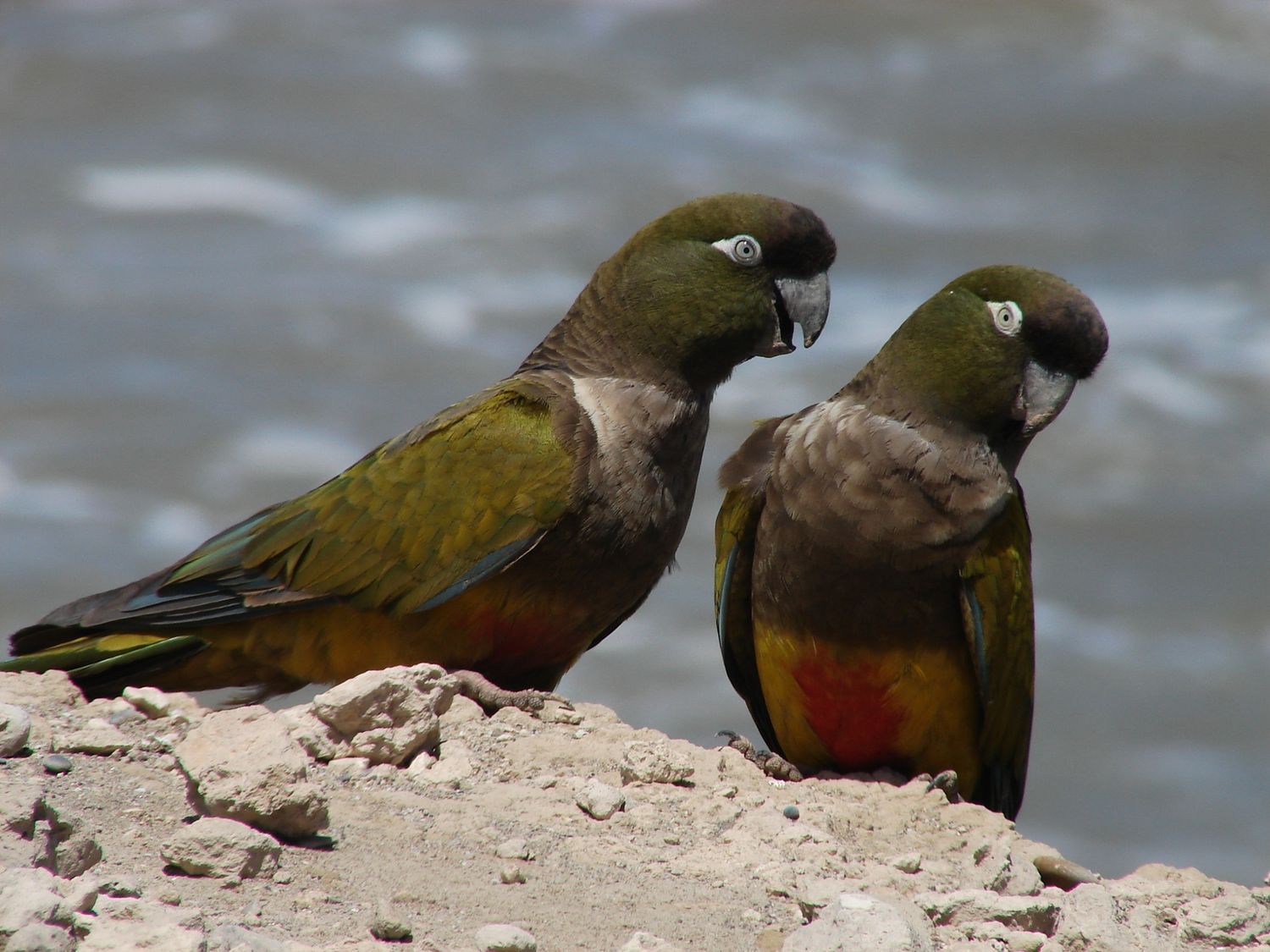 Loros. Que habitan las barrancas en Necochea y Quequén