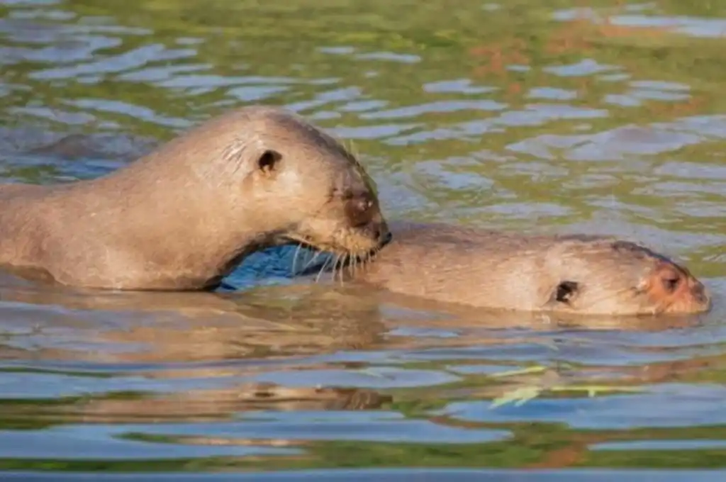 Nacieron en Iberá tres ejemplares de nutria gigante que se consideraban extinguidos