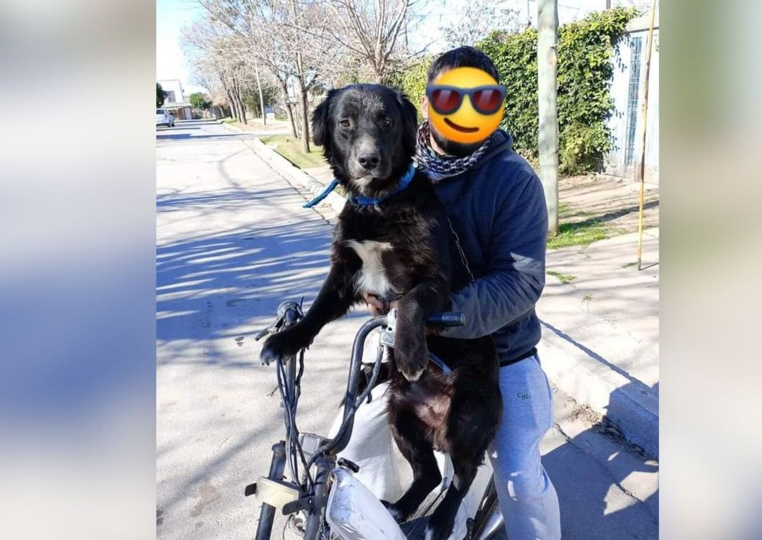 Buscan a perro extraviado en calle Lucio Mansilla