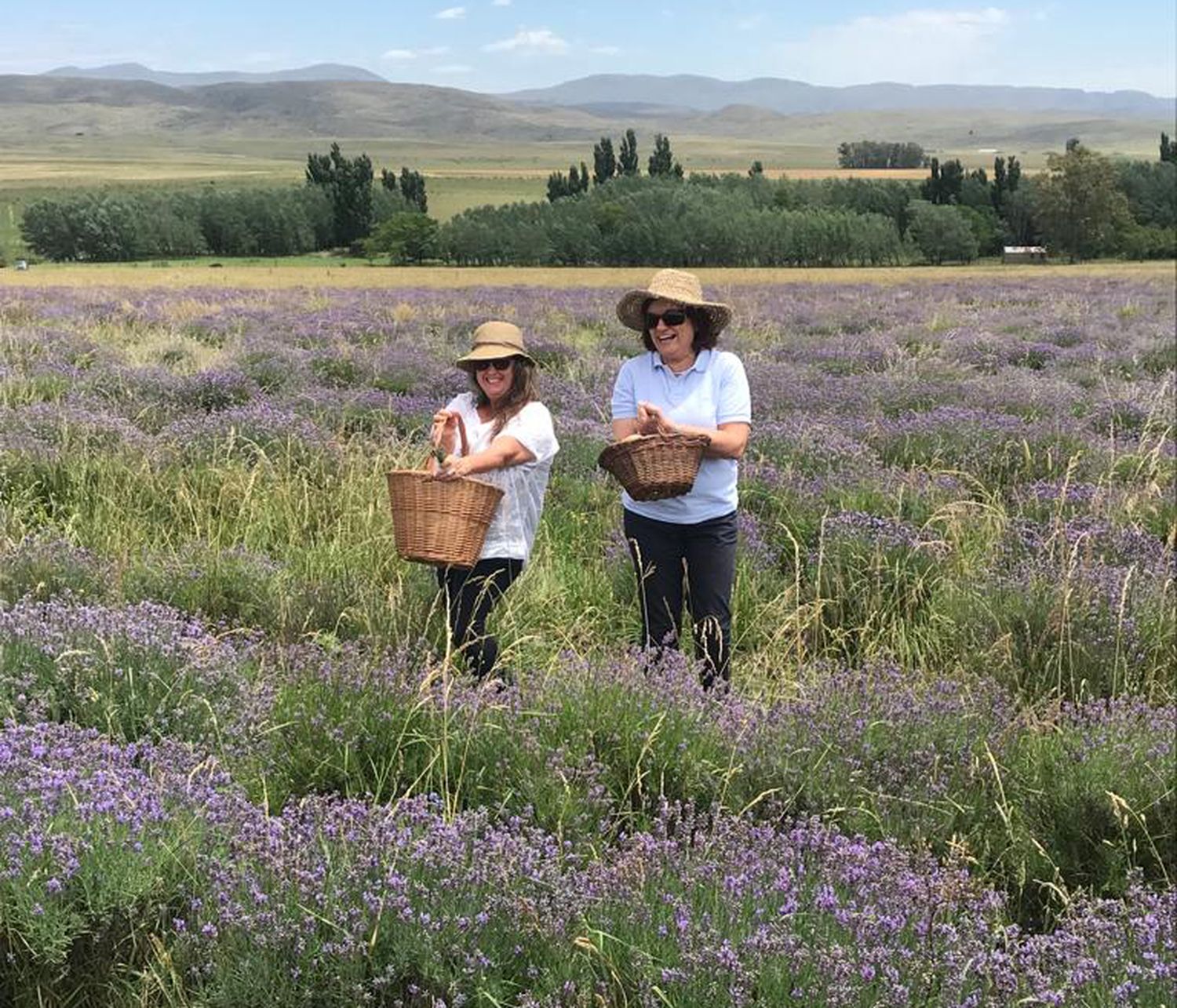 Sierras y campos de lavanda, una escapada inolvidable al sudoeste bonaerense