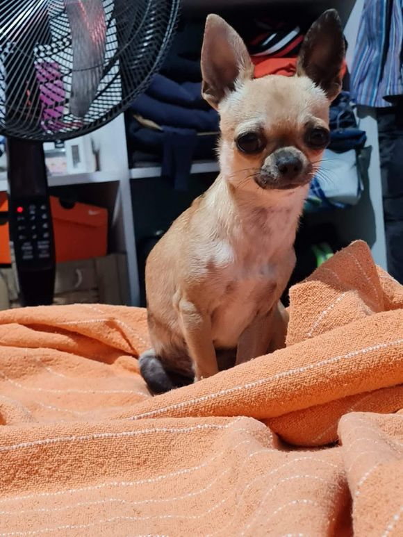 Se asustó por la tormenta y la buscan