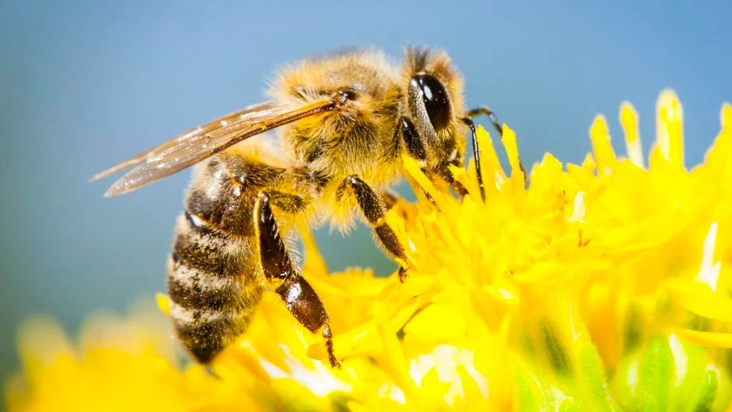 Día Mundial de las Abejas: guardianas de la vida en peligro