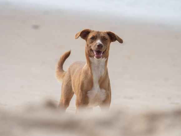 Qué requisitos hay que cumplir para ser hogar de tránsito de animales en adopción