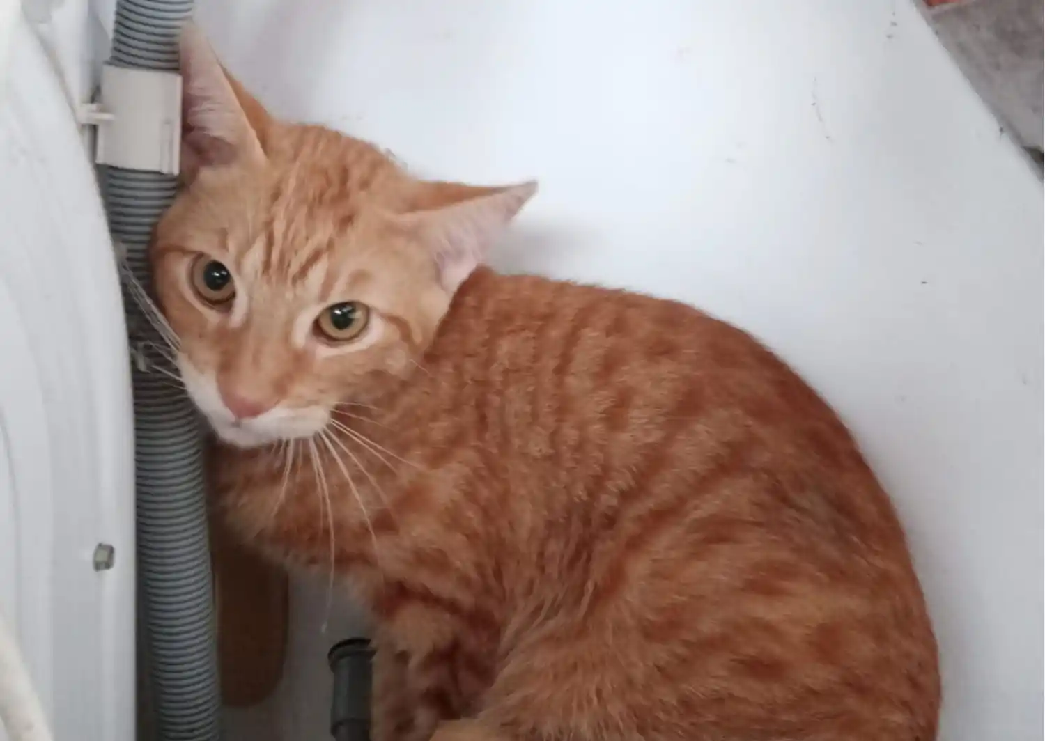 Mascotas: encontraron a un gatito por la zona del Club Paraná